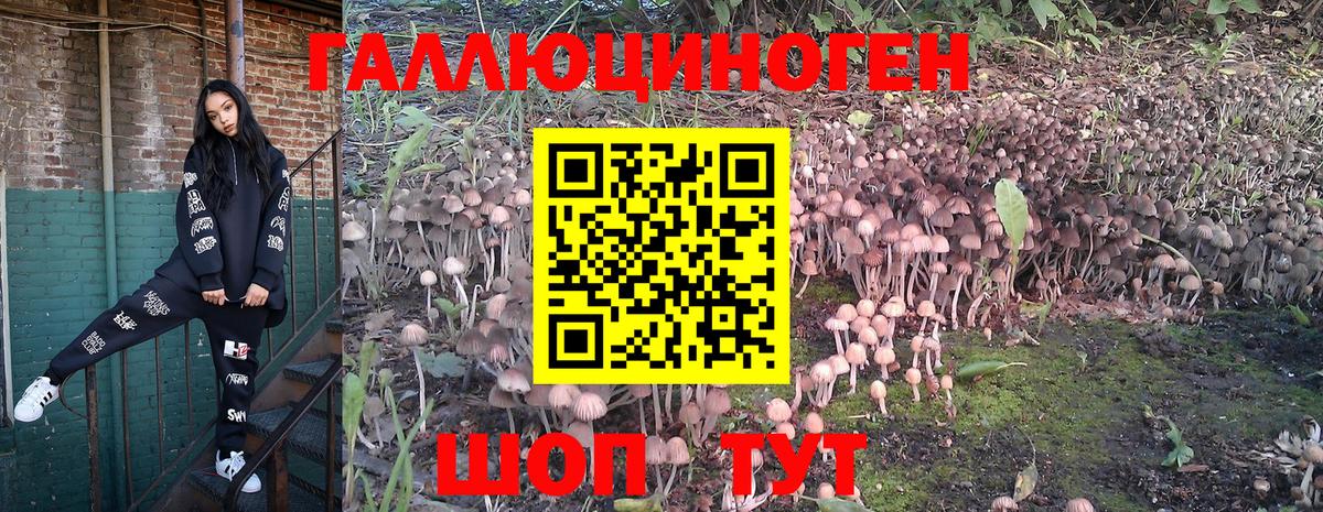 Псилоцибиновые грибы Psilocybine cubensis Сегежа